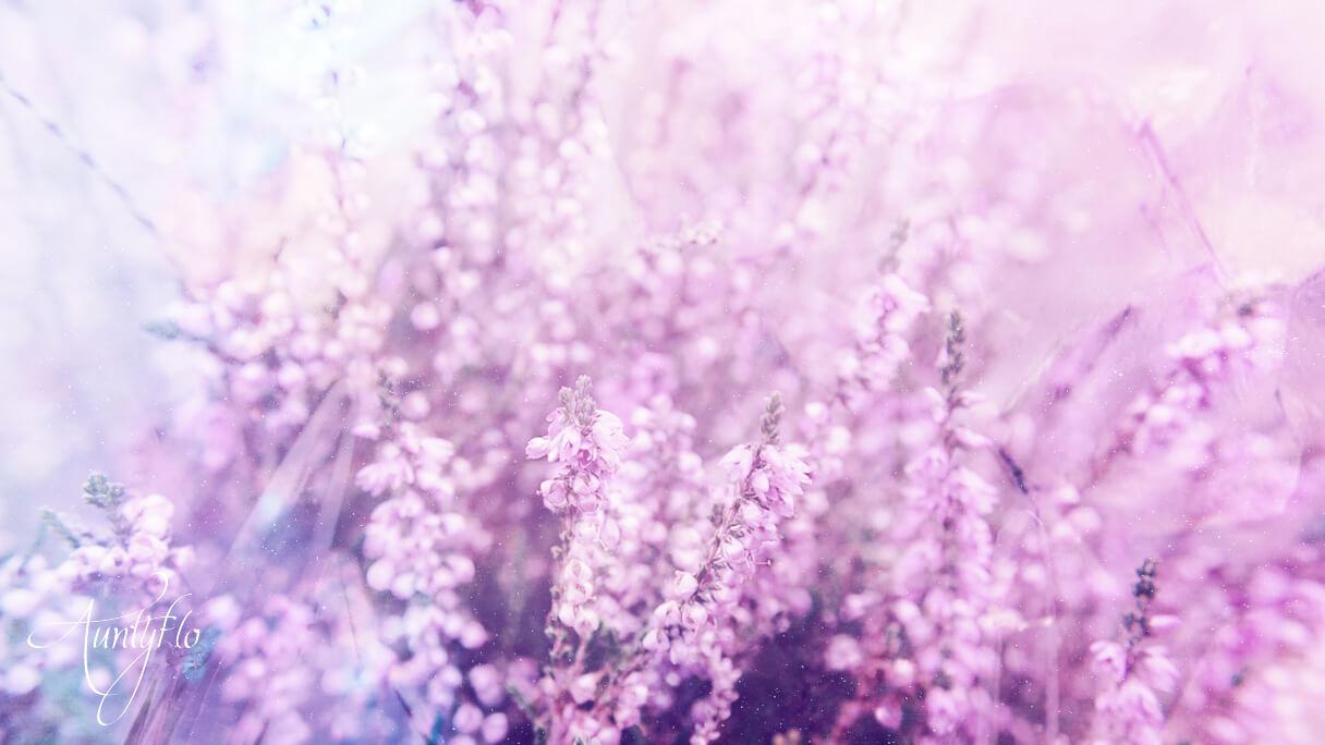 heather-lavender-flower-meaning-dictionary-auntyflo